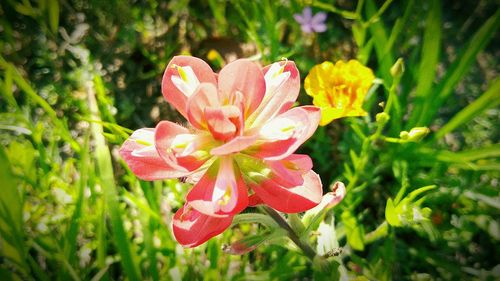 Close-up of pink day lily blooming outdoors