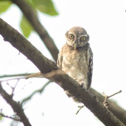 Low angle view of owl perching on branch