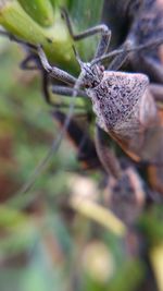 Close-up of caterpillar on plant