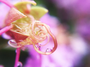 Close-up of pink rose