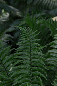 Close-up of fern leaves