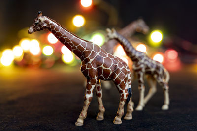 Close-up of horse on road