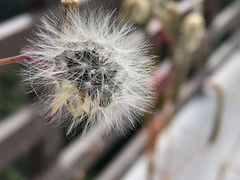 Close-up of dandelion