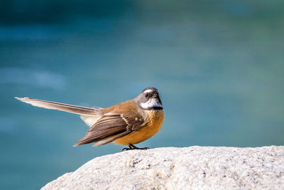 Close-up of bird perching on rock