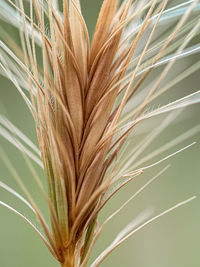 Close-up of crops growing on field