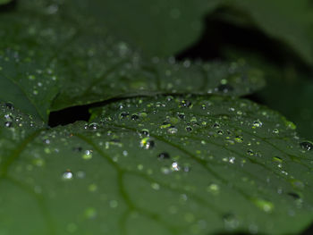 Close-up of raindrops on leaves