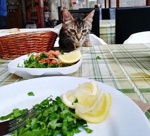 Cat on table