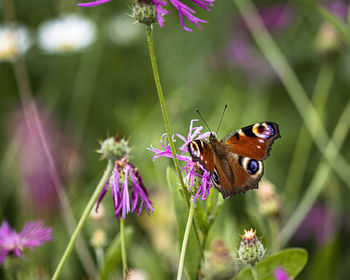 Close-up of butterfly pollinating on purple flower