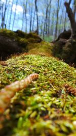 Surface level of grass in forest