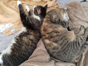 High angle view of cat sleeping on sofa