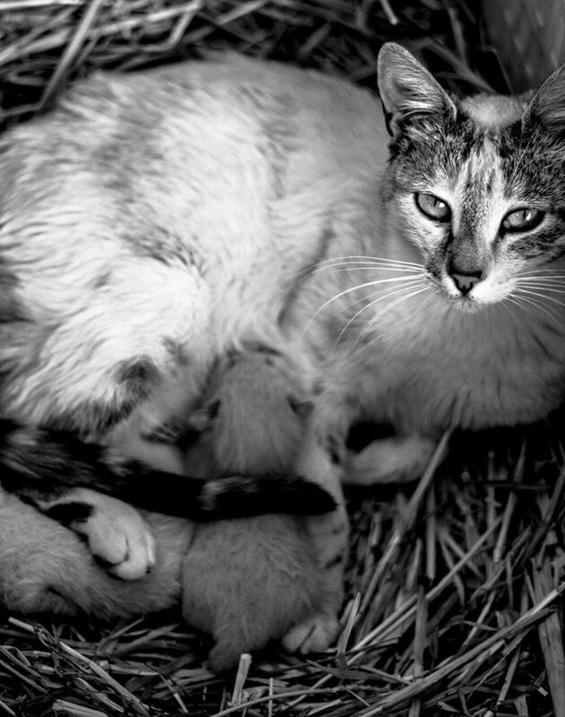 animal themes, domestic animals, mammal, pets, one animal, domestic cat, cat, feline, relaxation, looking at camera, two animals, portrait, lying down, whisker, indoors, young animal, resting, close-up, togetherness, relaxing