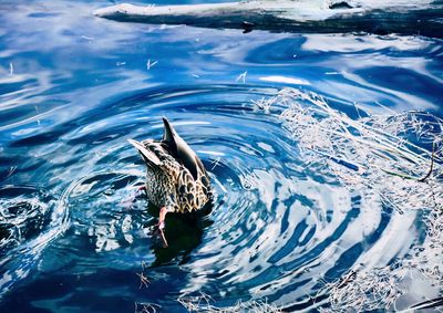 High angle of a duck diving in the water creating a ripple in the blue water.