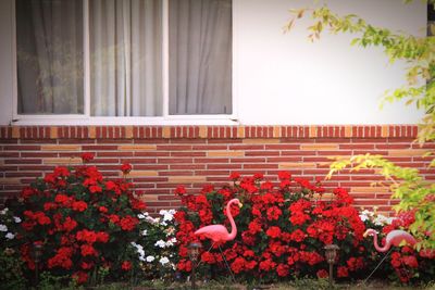 Red flowering plant against building