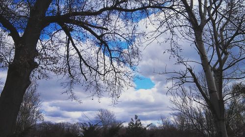 Low angle view of bare trees against sky