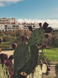 Close-up of food on field