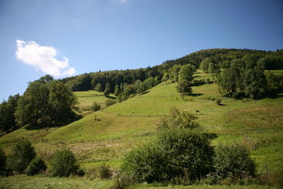 Scenic view of trees on field against sky