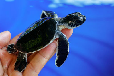 Cropped hand holding young turtle