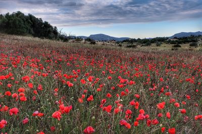 Red poppies on field against sky