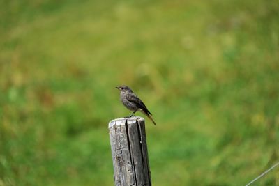 Close-up of bird perching on wood