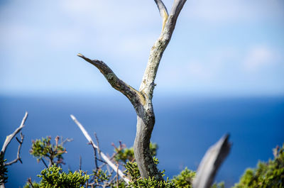 Close-up of tree branch against clear sky