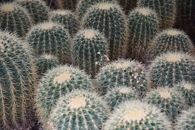 Close-up of cactus growing on field