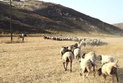 Sheep grazing on grassy field