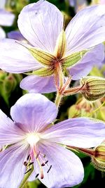 Close-up of flower blooming outdoors