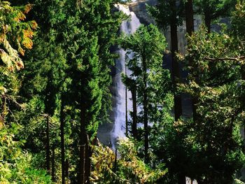 Stream flowing through forest