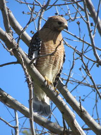 Low angle view of eagle perching on tree