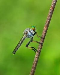 Close-up of dragonfly on twig