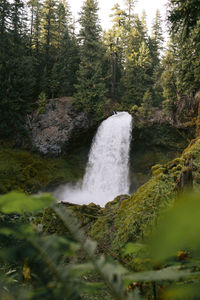 Scenic view of waterfall in forest