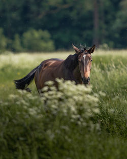 Horse in a field