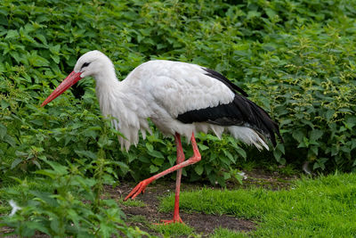 Side view of bird on grass