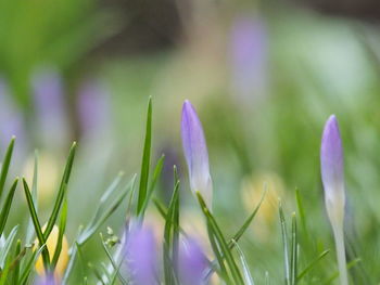 Close-up of purple crocus flowers on field