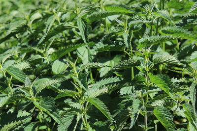 Full frame shot of fresh green plants