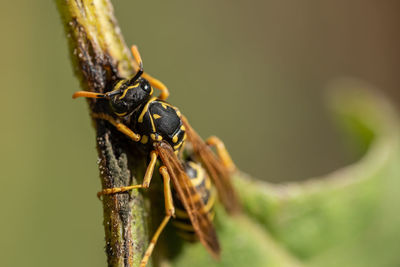 Close-up of insect on plant