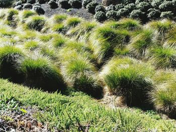 Close-up of green plant on field