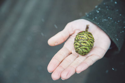 Close-up of hand holding pine cone