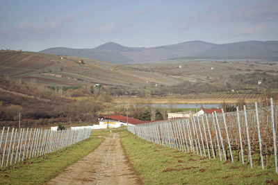 Vineyard at tokaj wine region