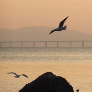 Bird flying over sea against sky during sunset