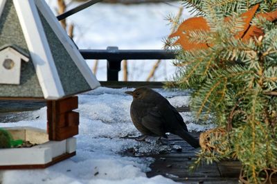 Bird perching on wood