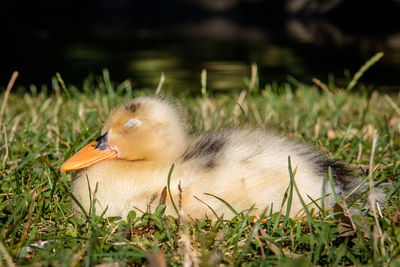 View of a bird on field