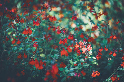 Close-up of red flowering plants on field