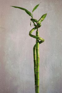 Close-up of green plant against wall