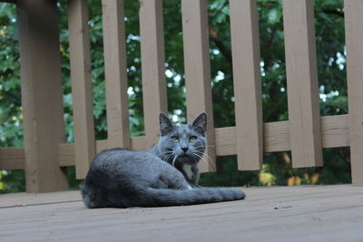 Portrait of cat sitting on wood