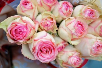 Close-up of pink roses