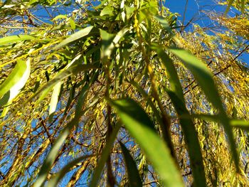 Low angle view of trees