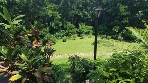 Plants and trees in park