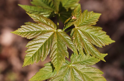 Close-up of leaves