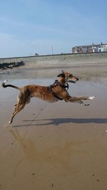 View of a dog on beach